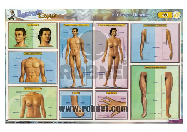 Cuerpo Humano